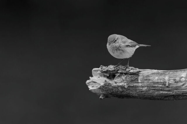 Pouillot véloce sur sa branche