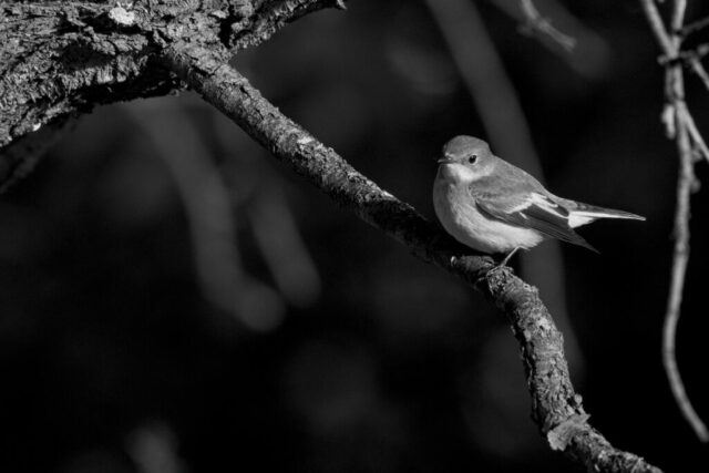 Gobemouche noir avant sa grande migration hivernale