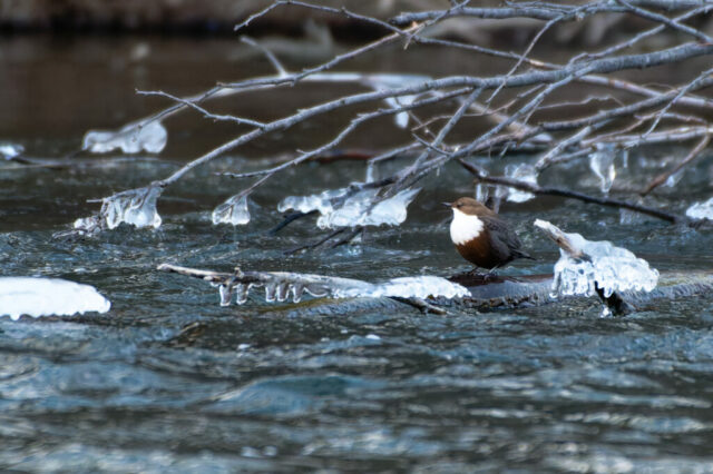 Cincle plongeur dans la rivière entourée de glace et de neige