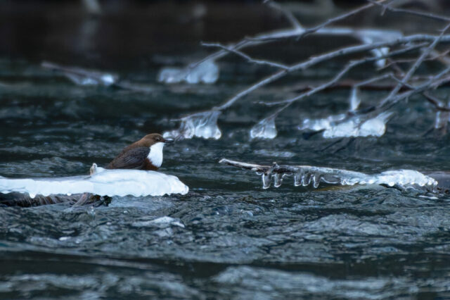 Cincle plongeur dans la rivière entourée de glace et de neige