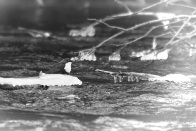 Cincle plongeur dans une ambiance glaciale