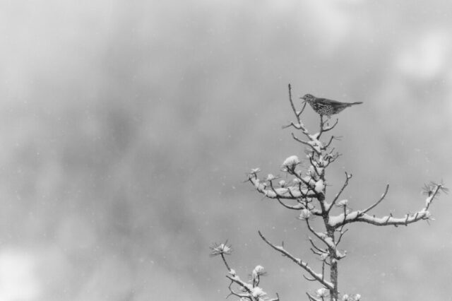 Grive draine sous la neige