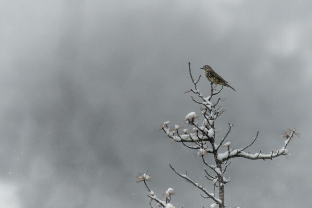 Grive draine sous des chutes de neige