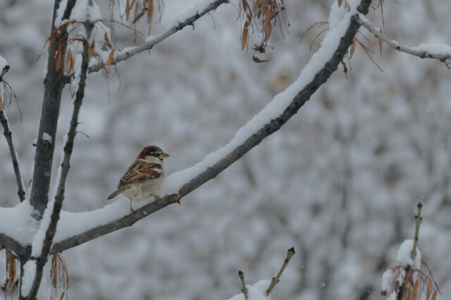 Moineau sous des chutes de neige