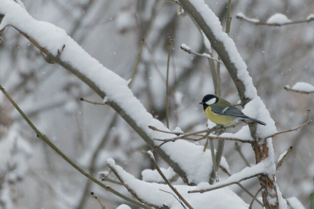 Mésange charbonnière sous la neige