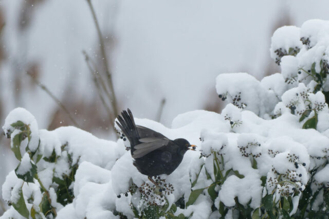 Merle se nourrissant de boule de genévrier sous la neige