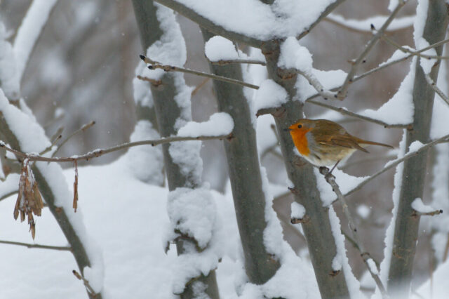 Rouge-gorge sous la neige