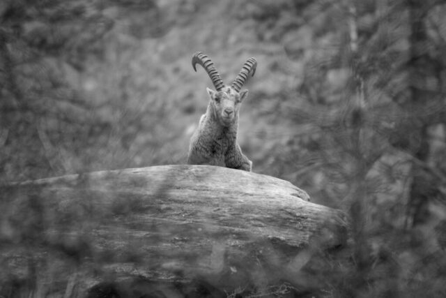 Bouquetin des alpes sur son rocher
