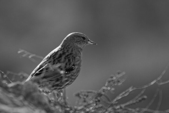 Accenteur alpin saute de rocher en rocher a la recherche de sa nourriture