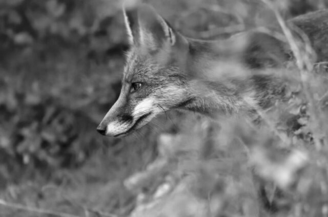 Renard roux repere et fixe sa proie