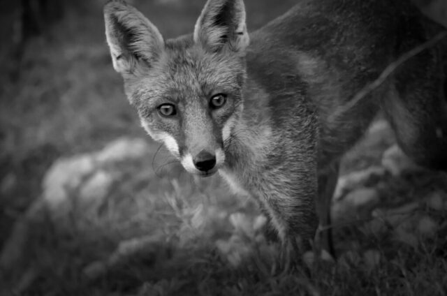 Renard roux le regard