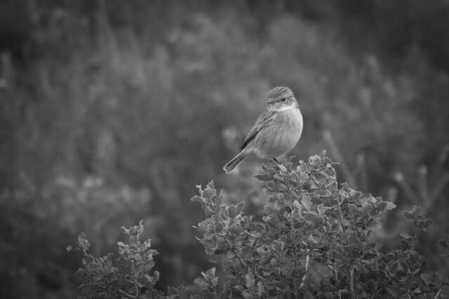 Tarier patre sur son buisson