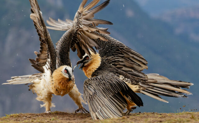 Conflit entre deux Gypaète barbu