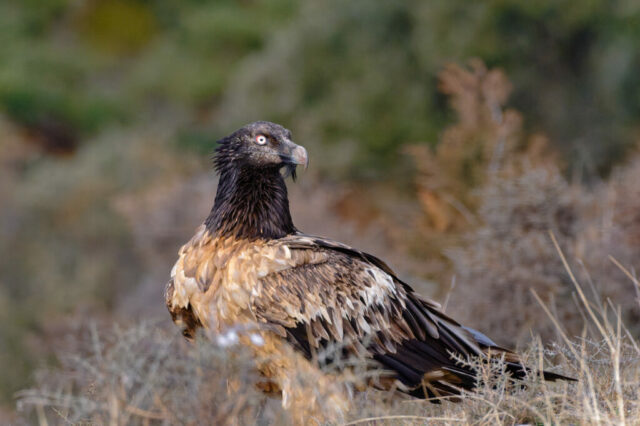 Gypaète barbu juvenile