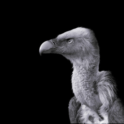 Portrait de Vautour fauve en N&B