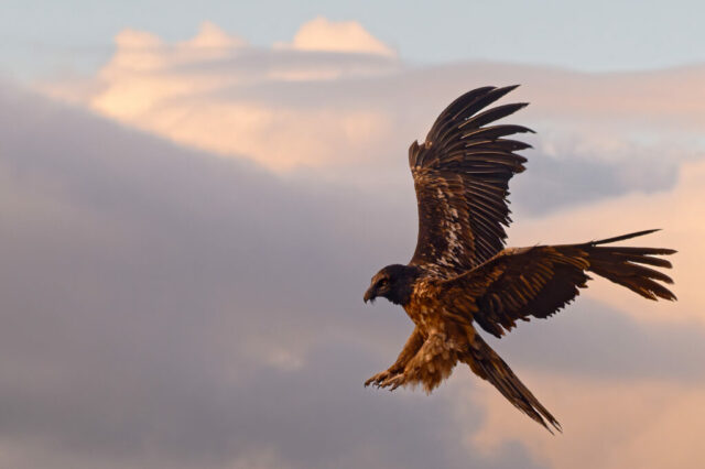 Gypaète barbu juvénile dans les derniers rayons de soleil