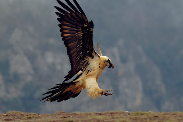 Gypaète à l'approche