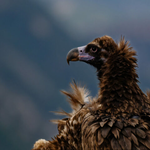 Portrait Vautour moine