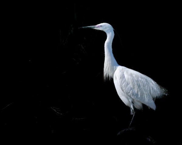 Aigrette garzette en contraste