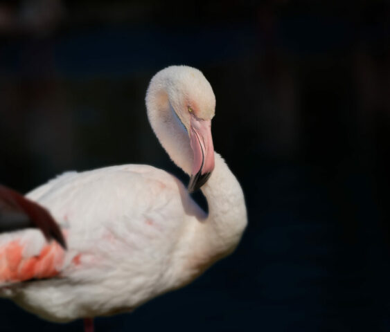 Flamant rose dans une ambiance low key