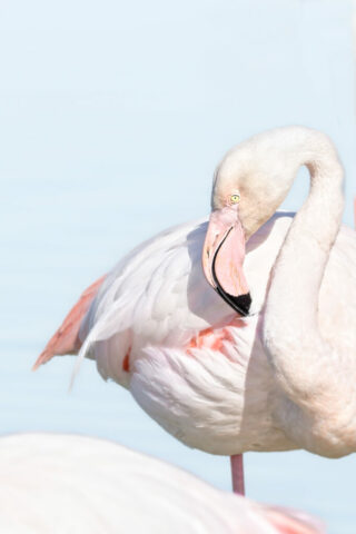 Flamant rose dans une ambiance onirique