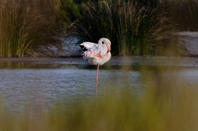 Flamand rose en fin de soirée dans les étangs de Camargue