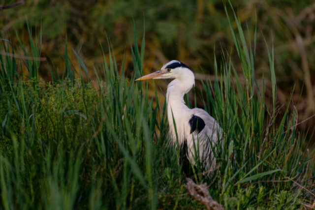 Heron cendré à l'affut dans les herbes hautes