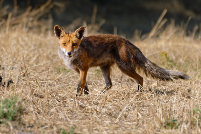 Renard roux