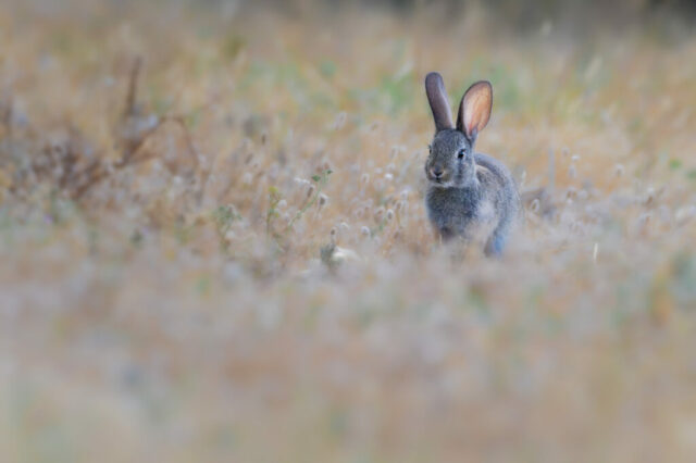 Lapin de garenne avant l'aube