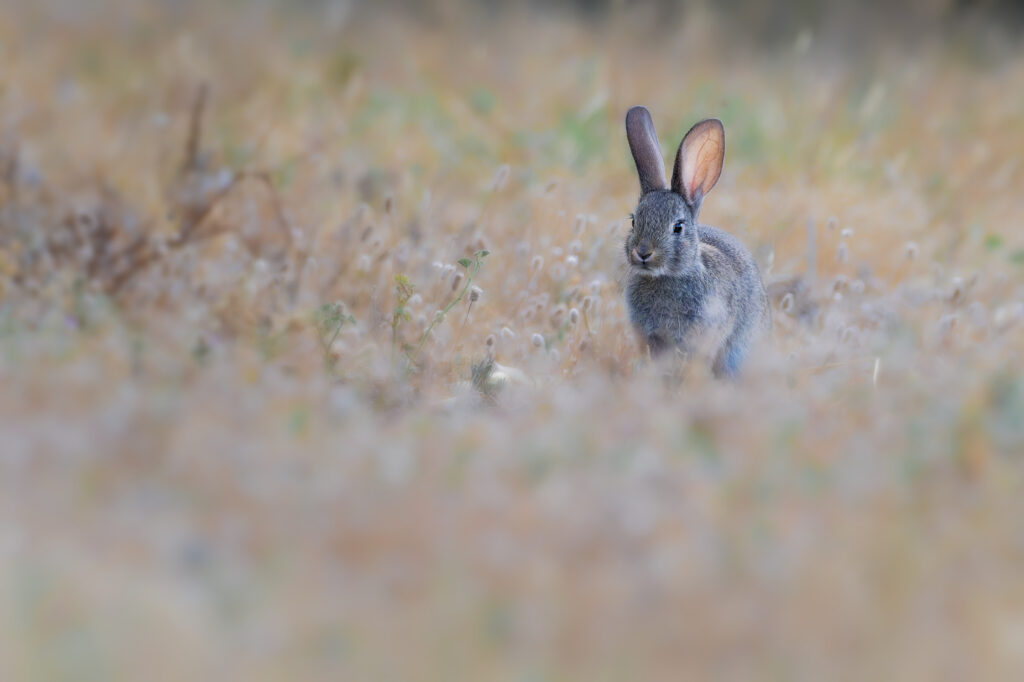 Lapin de garenne avant l'aube