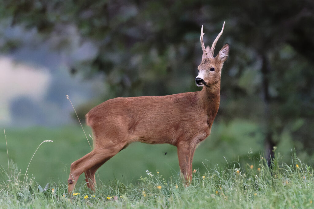 Chevreuil (brocard) à la nuit tombée dans la forêt alpine