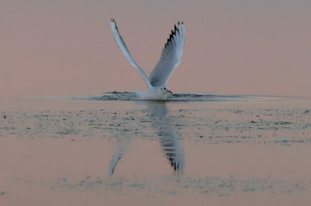 Mouette rieuse dans l'aube rosée et bleu nacré
