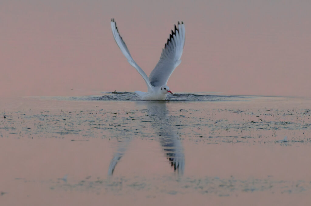 Mouette rieuse dans l'aube rosée et bleu nacré