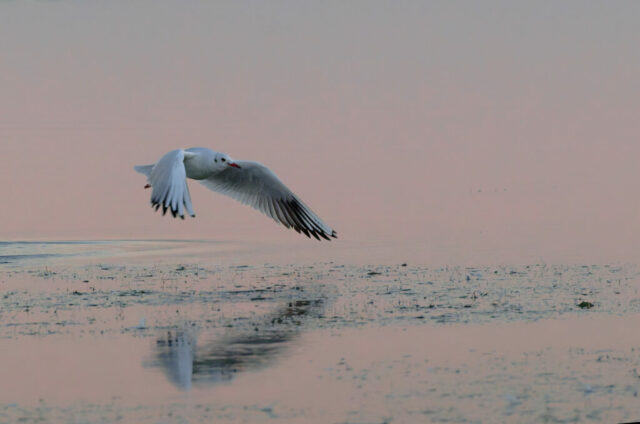 Mouette rieuse dans l'aube rosée et bleu nacré