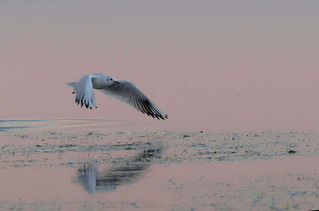 Mouette rieuse dans l'aube rosée et bleu nacré