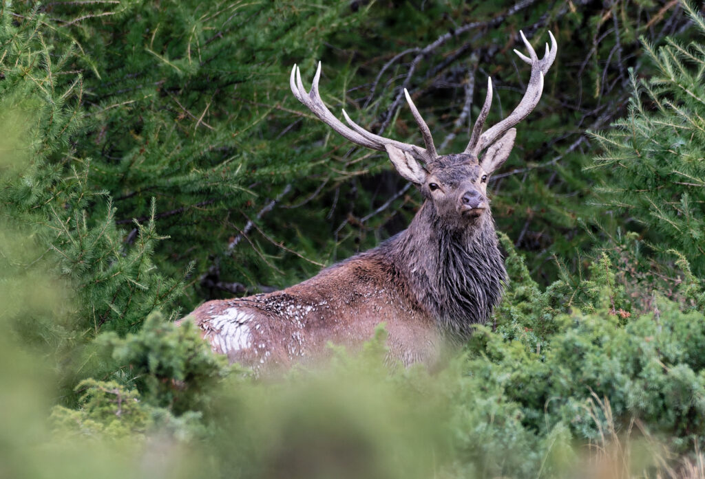 Cerf 12 cors irréguliers