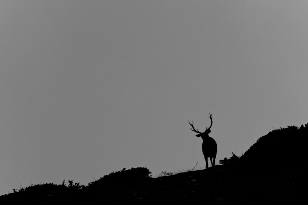 Cerf elaphe a la tombée de la nuit